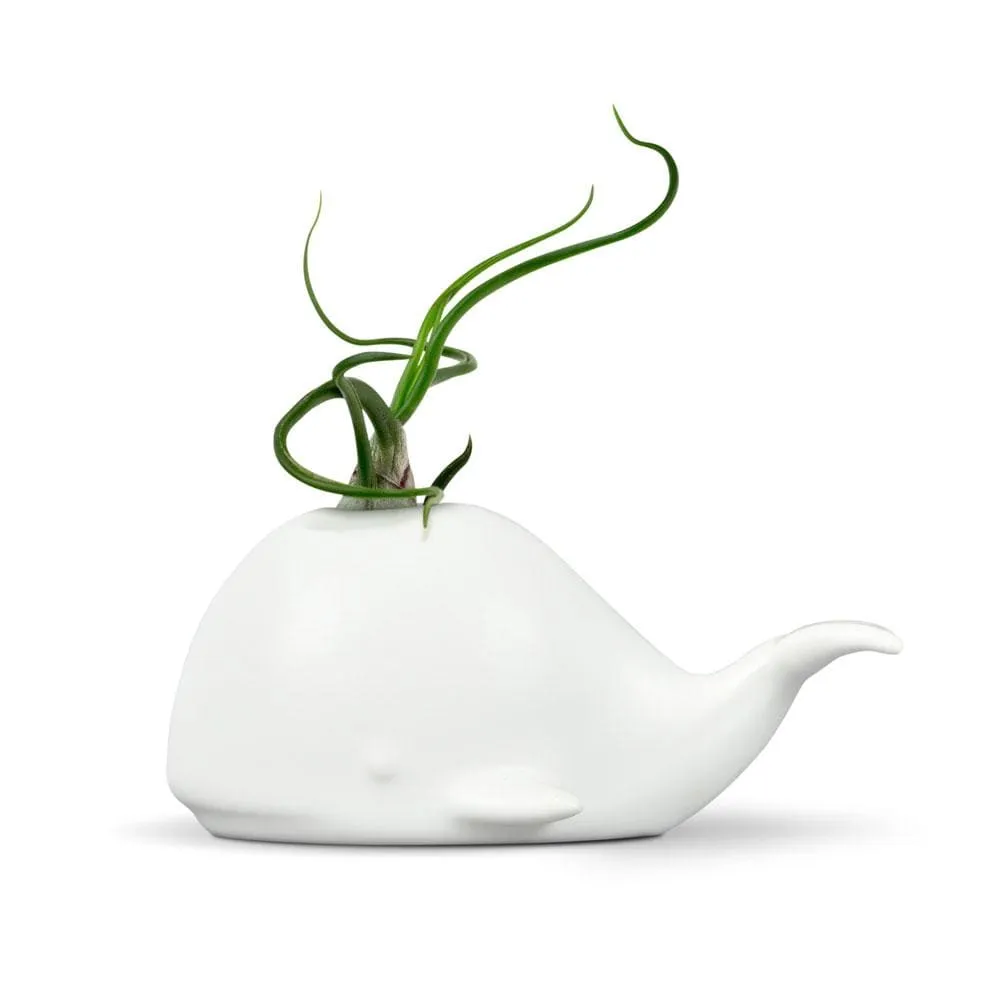 Fred Fancy Plants Whale luftplanteholder keramik