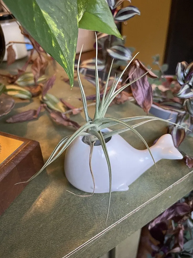 Fred Fancy Plants Whale luftplanteholder keramik