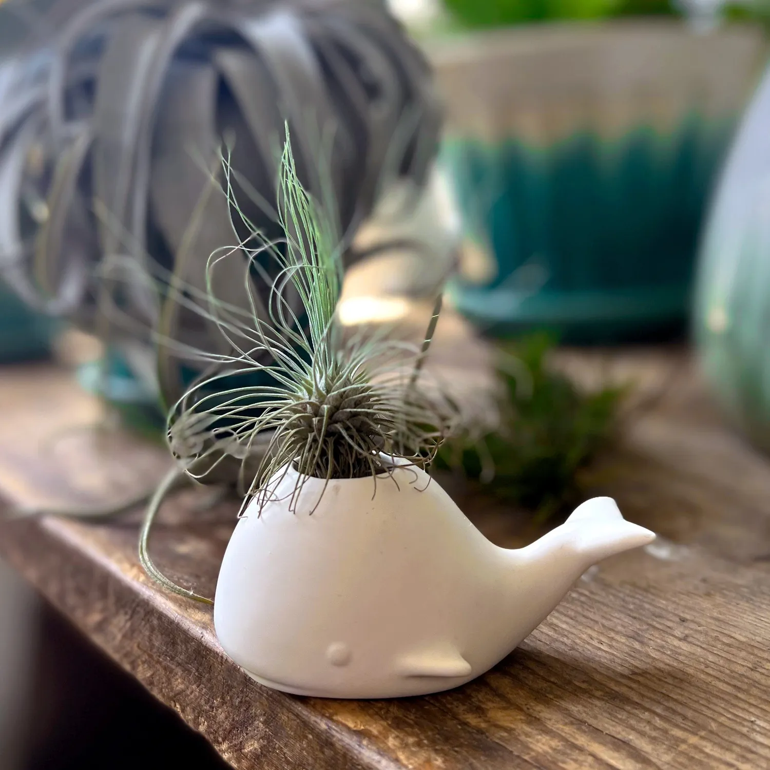 Fred Fancy Plants Whale luftplanteholder keramik