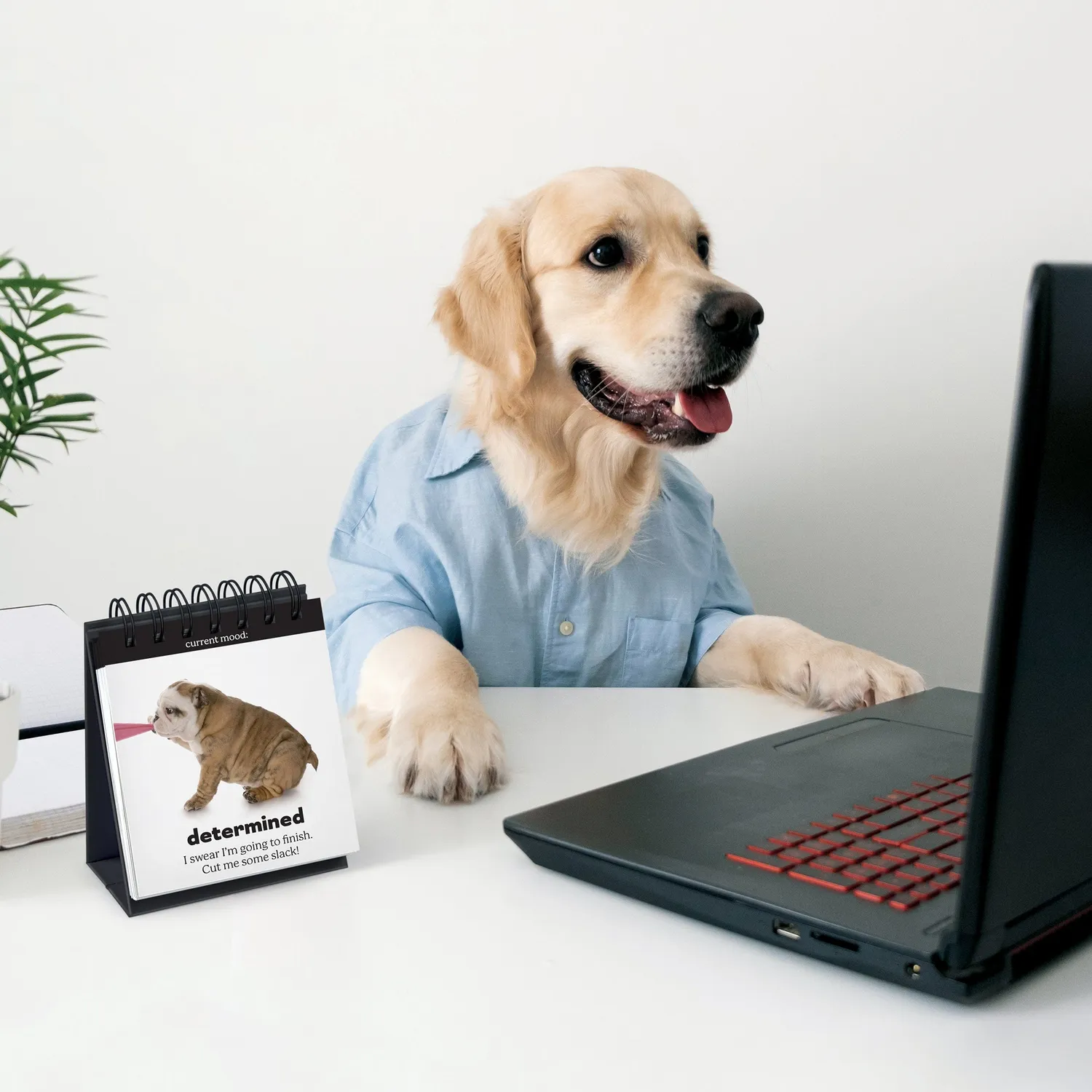 Fred Daily Doggo bordflipchart hund 48 ark