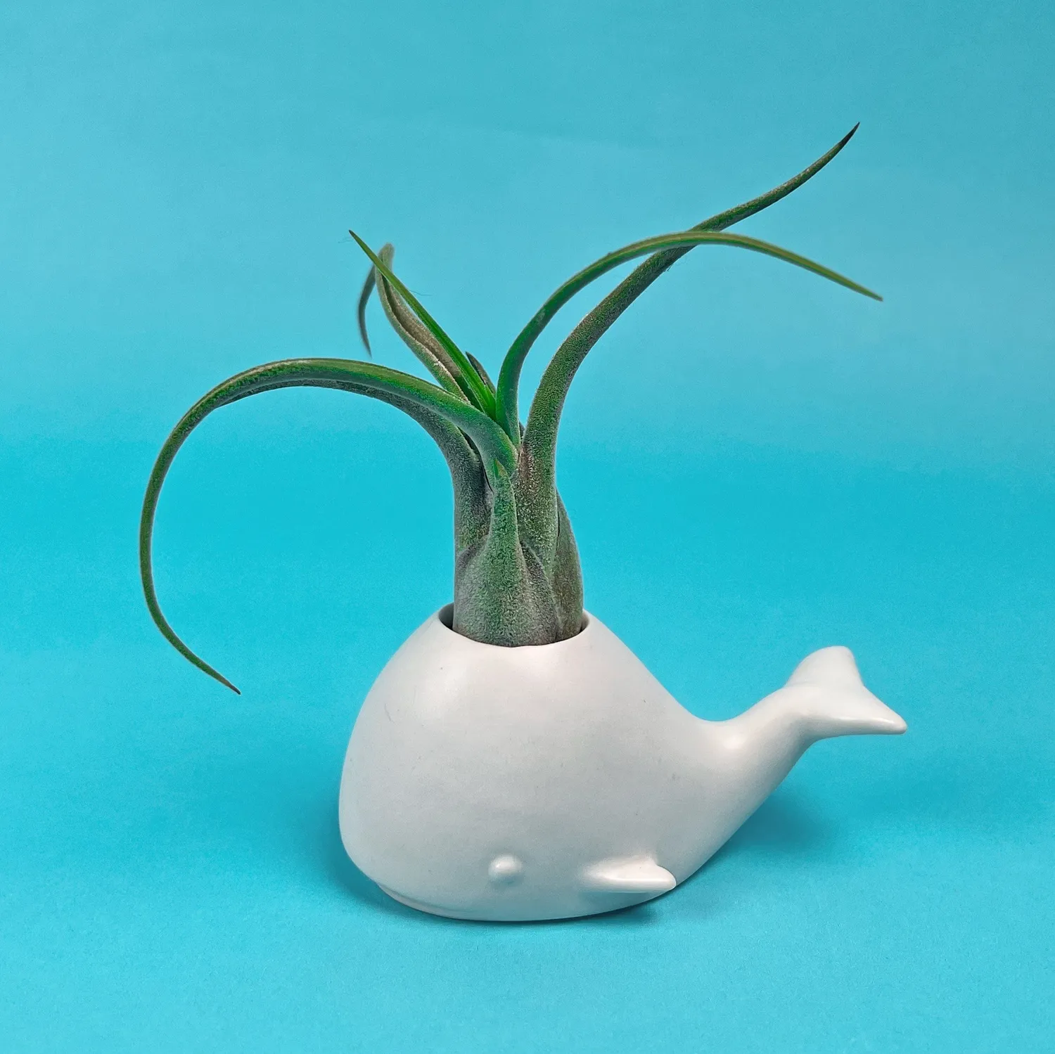Fred Fancy Plants Whale luftplanteholder keramik